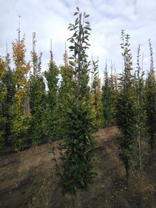 Carpinus bet. 'Fastigiata' 8-10 cm wortelgoed geveerd