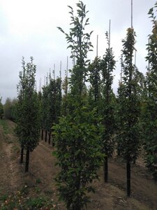 Carpinus bet. 'Fastigiata' 8-10 cm wortelgoed geveerd - afbeelding 2