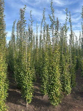 Carpinus bet. 'Fastigiata' 8-10 cm wortelgoed geveerd - afbeelding 5