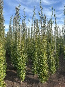 Carpinus bet. 'Fastigiata' 8-10 cm wortelgoed geveerd - afbeelding 5