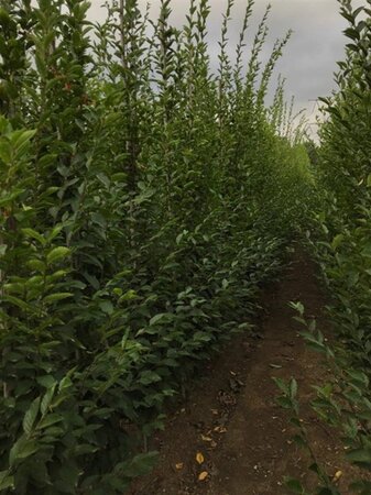 Carpinus bet. 'Fastigiata' 8-10 cm wortelgoed geveerd - afbeelding 6