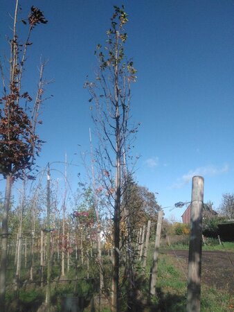 Carpinus bet. 'Frans Fontaine' 12-14 cm draadkluit geveerd 2 X verplant