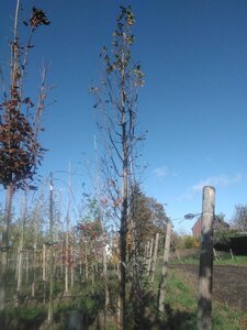 Carpinus bet. 'Frans Fontaine' 12-14 cm draadkluit geveerd 2 X verplant