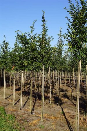 Carpinus bet. 'Frans Fontaine' 12-14 Hoogstam draadkluit 2 X verplant - afbeelding 1