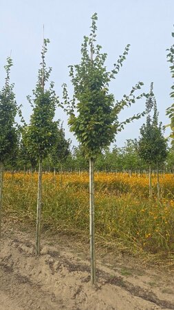 Carpinus bet. 'Frans Fontaine' 12-14 Hoogstam wortelgoed 2 X verplant - afbeelding 1