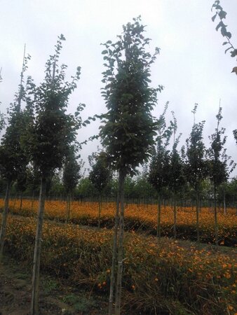 Carpinus bet. 'Frans Fontaine' 12-14 Hoogstam wortelgoed 2 X verplant - afbeelding 3