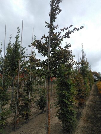 Carpinus bet. 'Frans Fontaine' 12-14 Hoogstam wortelgoed 2 X verplant - afbeelding 2