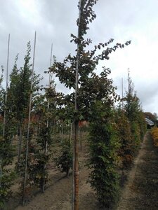 Carpinus bet. 'Frans Fontaine' 12-14 Hoogstam wortelgoed 2 X verplant - afbeelding 2