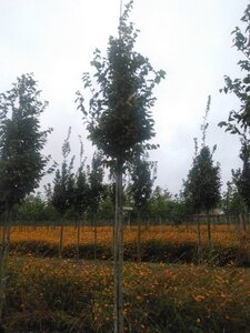 Carpinus bet. 'Frans Fontaine' 14-16 Hoogstam wortelgoed 2 X verplant - afbeelding 3