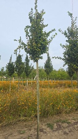 Carpinus bet. 'Frans Fontaine' 14-16 Hoogstam wortelgoed 2 X verplant - afbeelding 1
