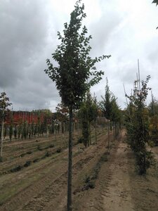Carpinus bet. 'Frans Fontaine' 14-16 Hoogstam wortelgoed 2 X verplant - afbeelding 2