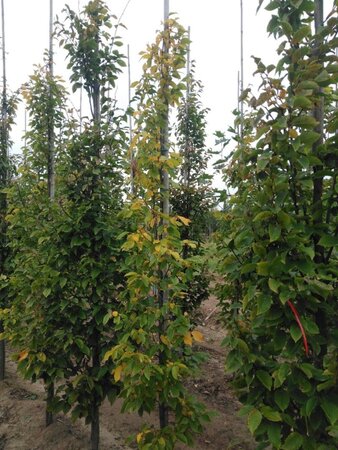 Carpinus bet. 'Frans Fontaine' 6-8 cm wortelgoed geveerd - afbeelding 1