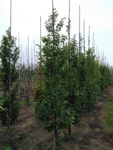Carpinus bet. 'Frans Fontaine' 6-8 cm wortelgoed geveerd - afbeelding 2