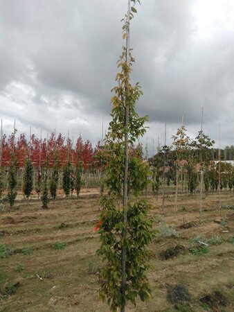 Carpinus bet. 'Frans Fontaine' 6-8 cm wortelgoed geveerd - afbeelding 3
