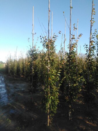 Carpinus bet. 'Frans Fontaine' 6-8 cm wortelgoed geveerd - afbeelding 4