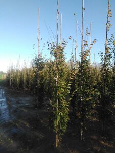 Carpinus bet. 'Frans Fontaine' 6-8 cm wortelgoed geveerd - afbeelding 4