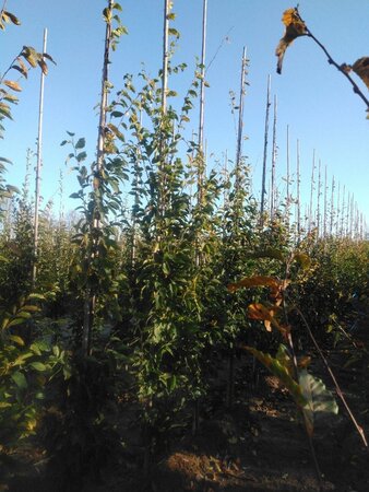 Carpinus bet. 'Frans Fontaine' 8-10 cm wortelgoed geveerd - afbeelding 2