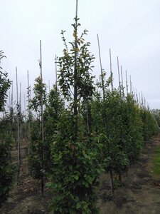 Carpinus bet. 'Frans Fontaine' 8-10 cm wortelgoed geveerd