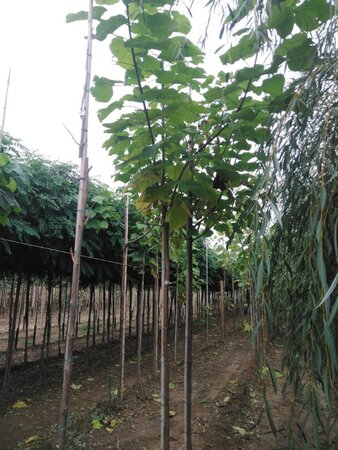 Catalpa bignonioides 10-12 Hoogstam wortelgoed - afbeelding 2