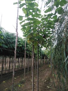 Catalpa bignonioides 10-12 Hoogstam wortelgoed - afbeelding 2