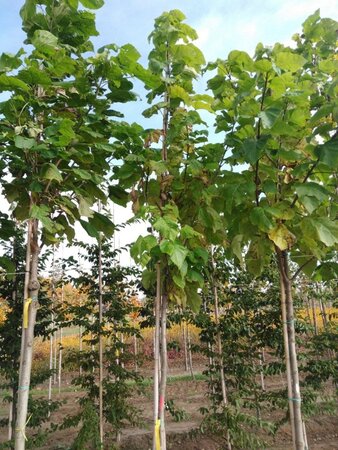 Catalpa bignonioides 10-12 Hoogstam wortelgoed - afbeelding 1