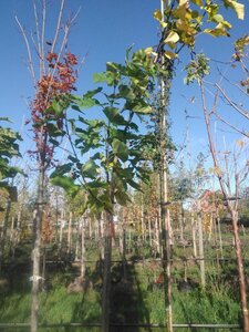 Catalpa bignonioides 12-14 Hoogstam draadkluit 2 X verplant