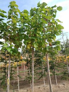 Catalpa bignonioides 12-14 Hoogstam wortelgoed 2 X verplant