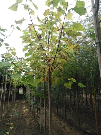 Catalpa bignonioides 12-14 Hoogstam wortelgoed 2 X verplant - afbeelding 2