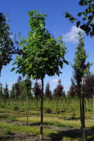 Catalpa bignonioides 16-18 Hoogstam draadkluit 3 X verplant - afbeelding 1