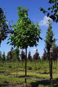 Catalpa bignonioides 16-18 Hoogstam draadkluit 3 X verplant