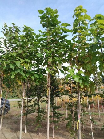 Catalpa bignonioides 16-18 Hoogstam draadkluit 3 X verplant - afbeelding 3