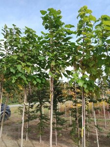 Catalpa bignonioides 16-18 Hoogstam draadkluit 3 X verplant - afbeelding 3