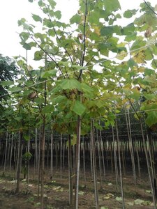 Catalpa bignonioides 16-18 Hoogstam draadkluit 3 X verplant - afbeelding 2
