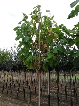 Catalpa bignonioides 16-18 Hoogstam draadkluit 3 X verplant - afbeelding 4