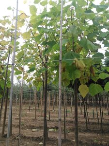 Catalpa bignonioides 18-20 Hoogstam draadkluit 3 X verplant