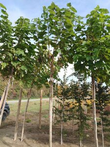 Catalpa bignonioides 18-20 Hoogstam draadkluit 3 X verplant - afbeelding 2