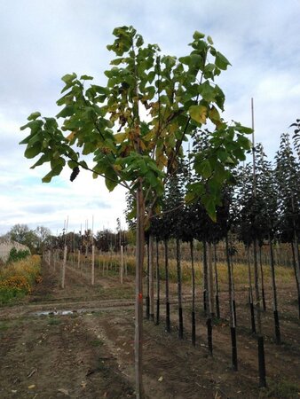 Catalpa bignonioides 18-20 STA WRB 3 X V - image 3