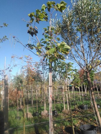 Catalpa bignonioides 20-25 Hoogstam draadkluit 3 X verplant - afbeelding 3