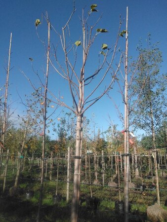 Catalpa bignonioides 20-25 Hoogstam draadkluit 3 X verplant - afbeelding 4