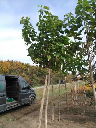 Catalpa bignonioides 20-25 STA WRB 3 X V - image 1