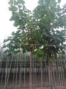 Catalpa bignonioides 20-25 STA WRB 3 X V - image 2