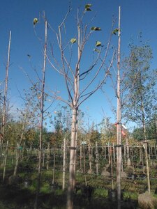 Catalpa bignonioides 20-25 STA WRB 3 X V - image 4