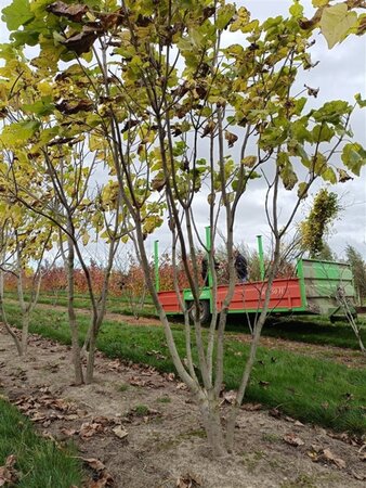 Catalpa bignonioides 250-300 cm draadkluit meerstammig - afbeelding 3