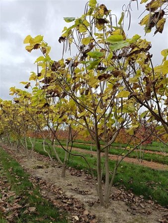 Catalpa bignonioides 250-300 cm draadkluit meerstammig - afbeelding 4