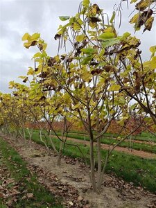 Catalpa bignonioides 250-300 cm draadkluit meerstammig - afbeelding 4