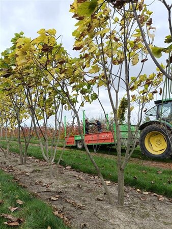 Catalpa bignonioides 250-300 cm draadkluit meerstammig - afbeelding 5