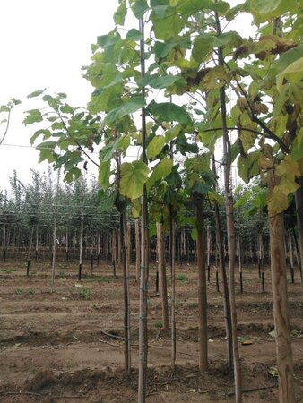 Catalpa bignonioides 6-8 Hoogstam wortelgoed - afbeelding 2