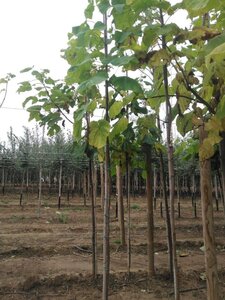 Catalpa bignonioides 6-8 Hoogstam wortelgoed - afbeelding 2