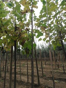 Catalpa bignonioides 8-10 Hoogstam wortelgoed