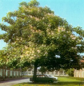 Catalpa bignonioides 8-10 Hoogstam wortelgoed - afbeelding 4